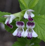 Melittis melissophyllum ssp. albida