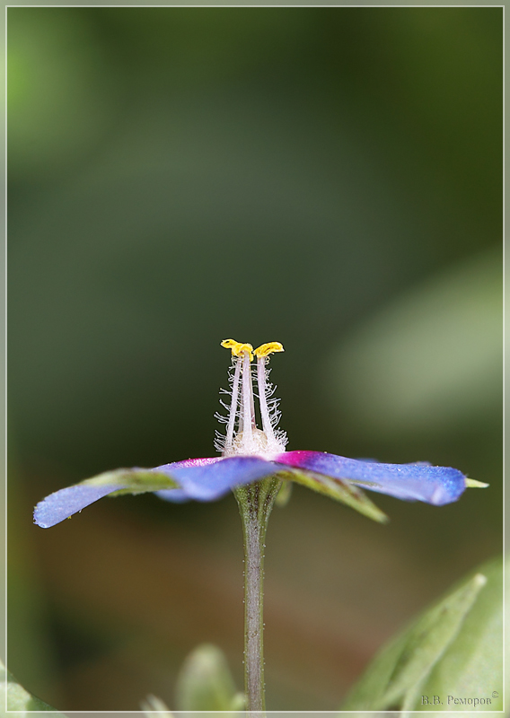 Изображение особи Anagallis foemina.