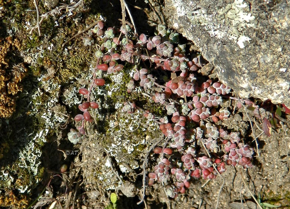 Image of Sedum brevifolium specimen.
