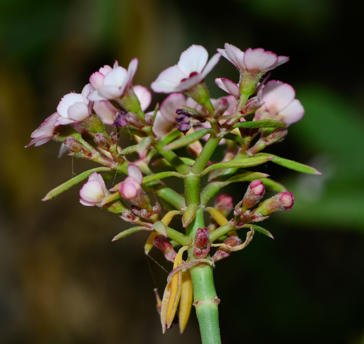 Изображение особи Euphorbia xanti.