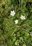 Parnassia palustris