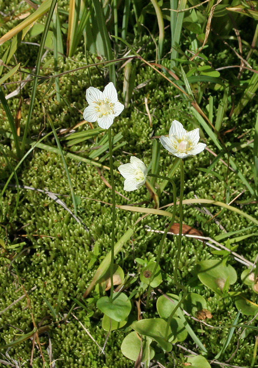 Изображение особи Parnassia palustris.