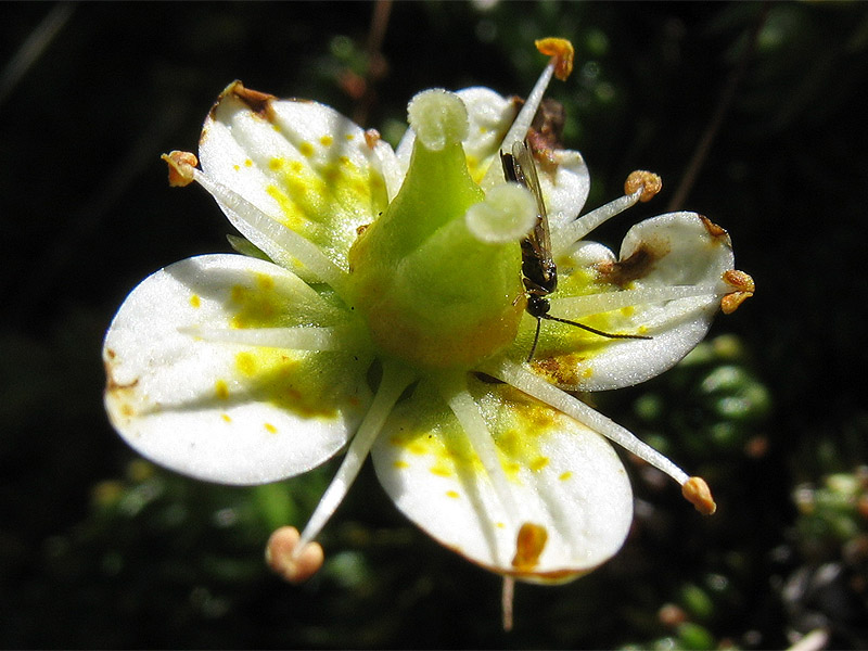 Изображение особи Saxifraga bryoides.