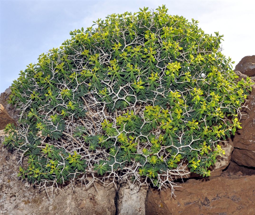 Изображение особи Euphorbia acanthothamnos.