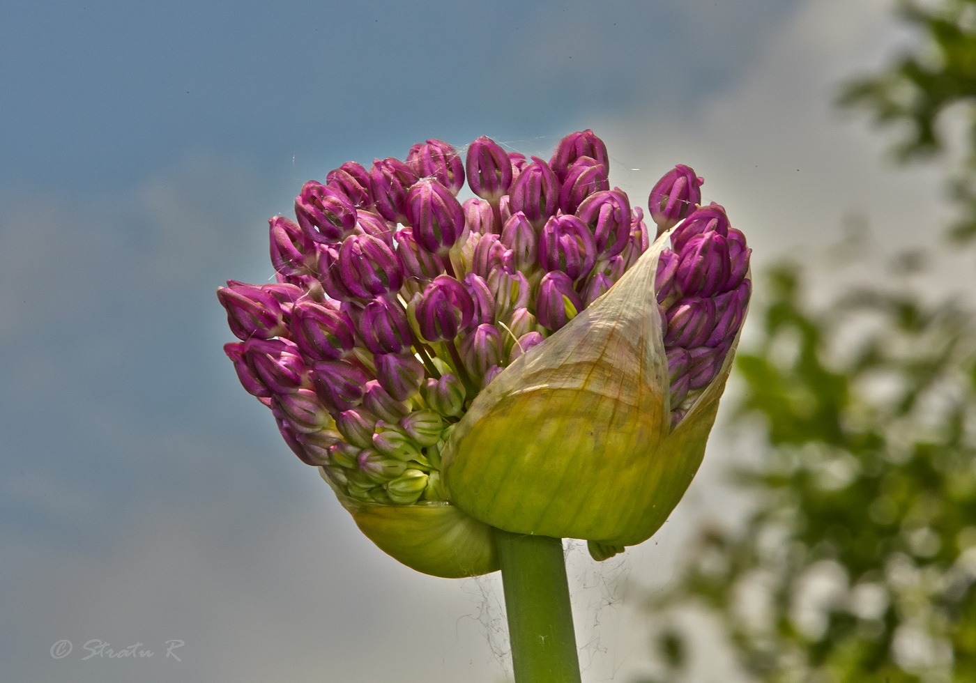 Image of genus Allium specimen.