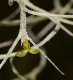 Tillandsia usneoides