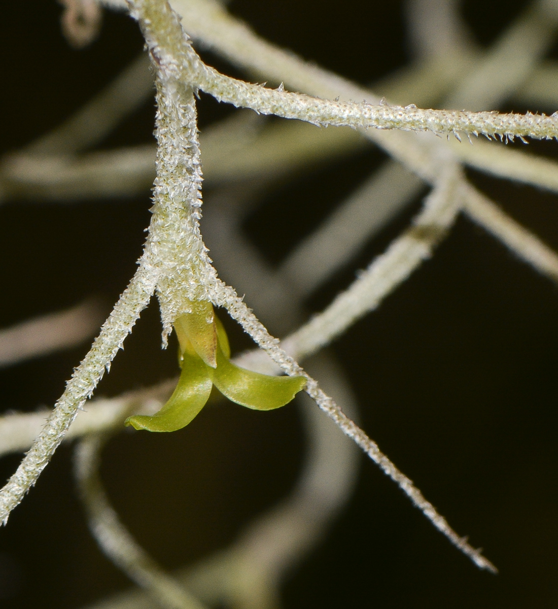 Изображение особи Tillandsia usneoides.