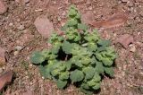 Eremostachys macrophylla