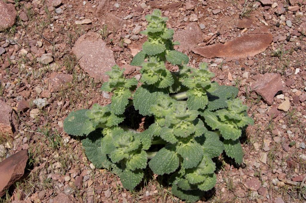 Image of Eremostachys macrophylla specimen.