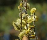 Salix caprea. Верхушки побегов с мужскими соцветиями. Московская обл., Раменский р-н, окр. дер. Хрипань, садовый участок. 30.04.2017.