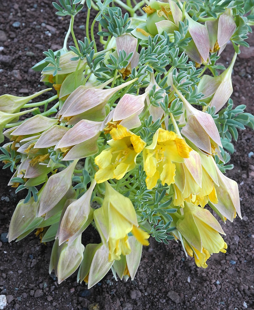 Изображение особи Tropaeolum incisum.