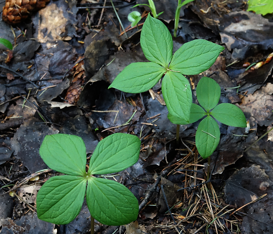 Изображение особи Paris quadrifolia.