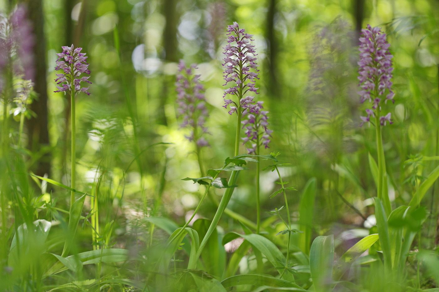 Изображение особи Orchis militaris.