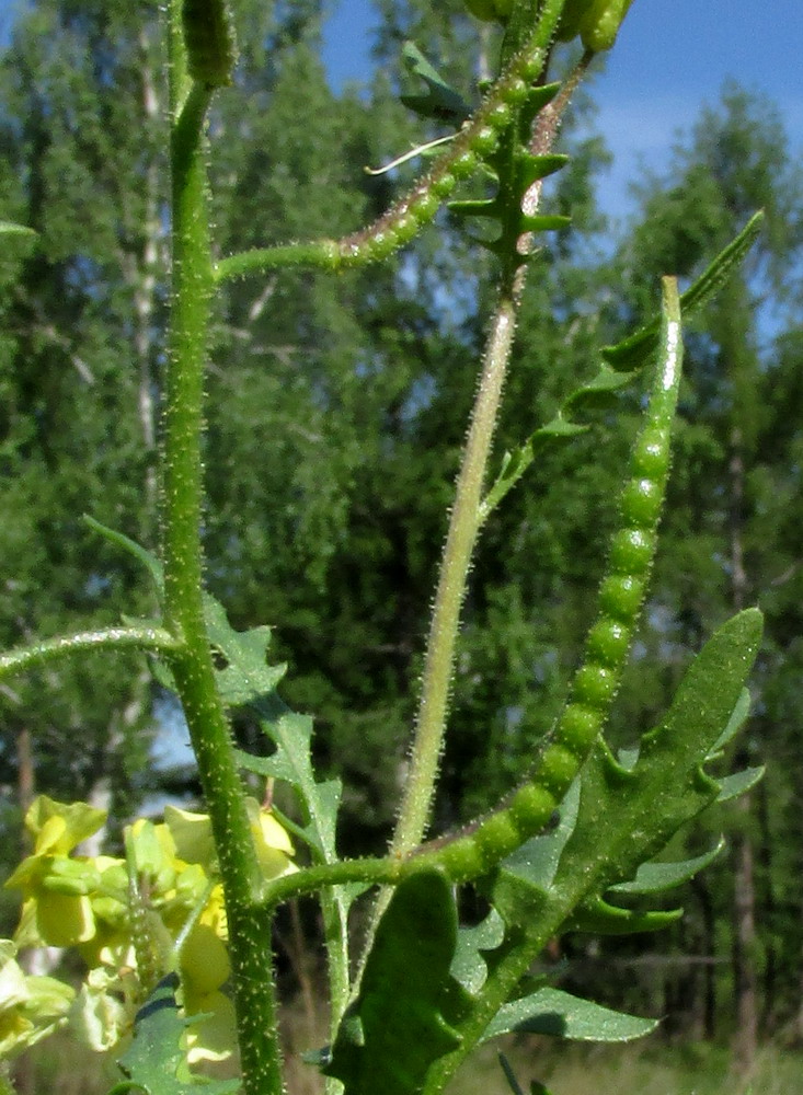 Image of Chorispora sibirica specimen.