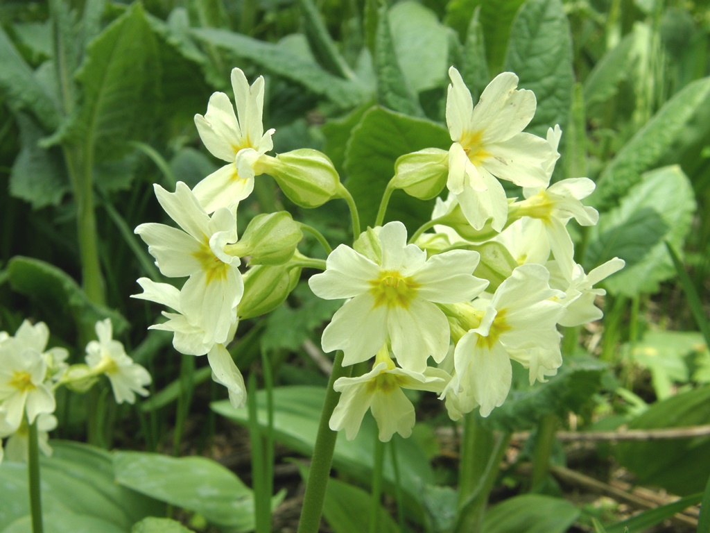 Изображение особи Primula pallasii.