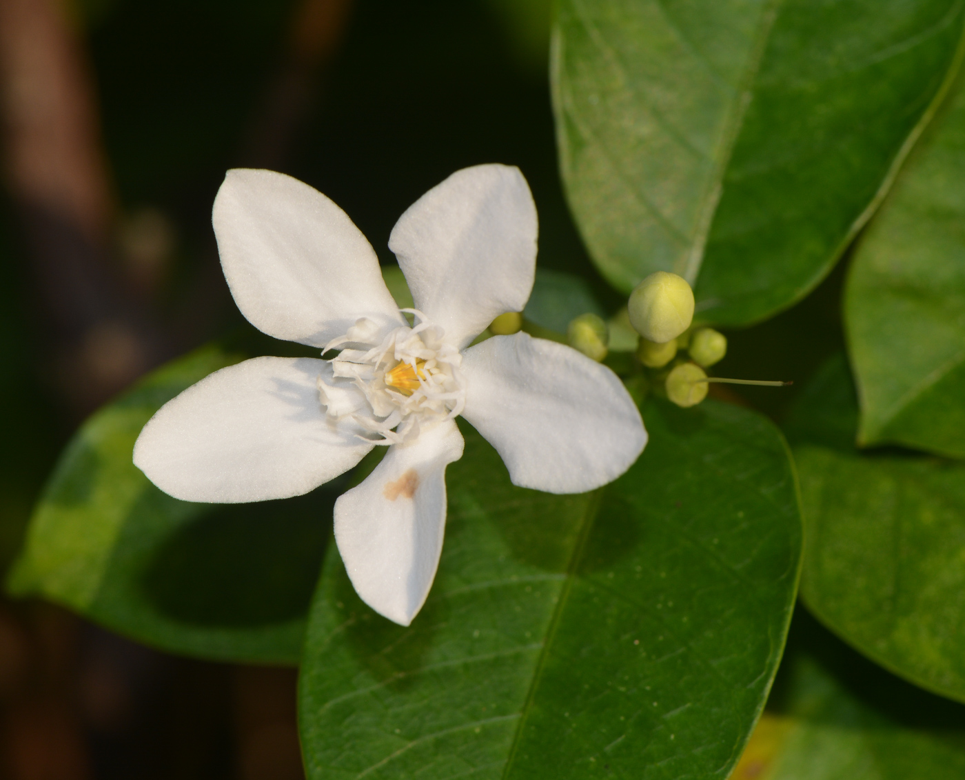Image of Wrightia antidysenterica specimen.