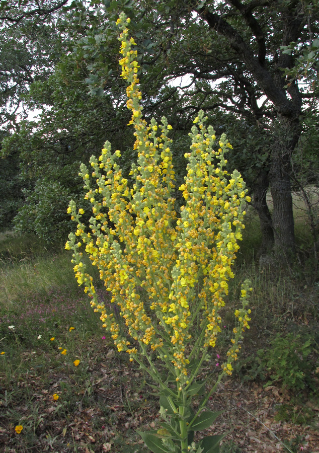 Image of Verbascum lychnitis specimen.