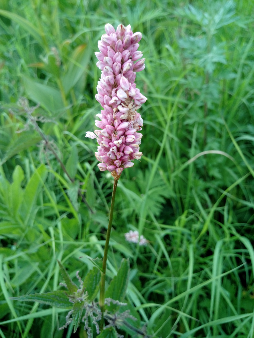 Image of Bistorta officinalis specimen.
