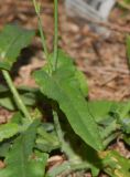 Emilia sonchifolia
