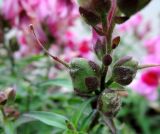 Antirrhinum majus. Созревающий плод. Москва, Новогиреево, ул. Кусковская, в культуре. 19.07.2017.