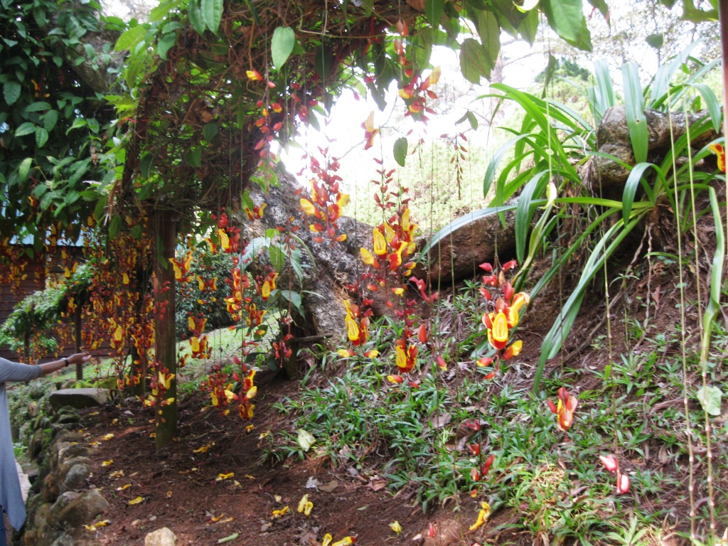 Изображение особи Thunbergia mysorensis.