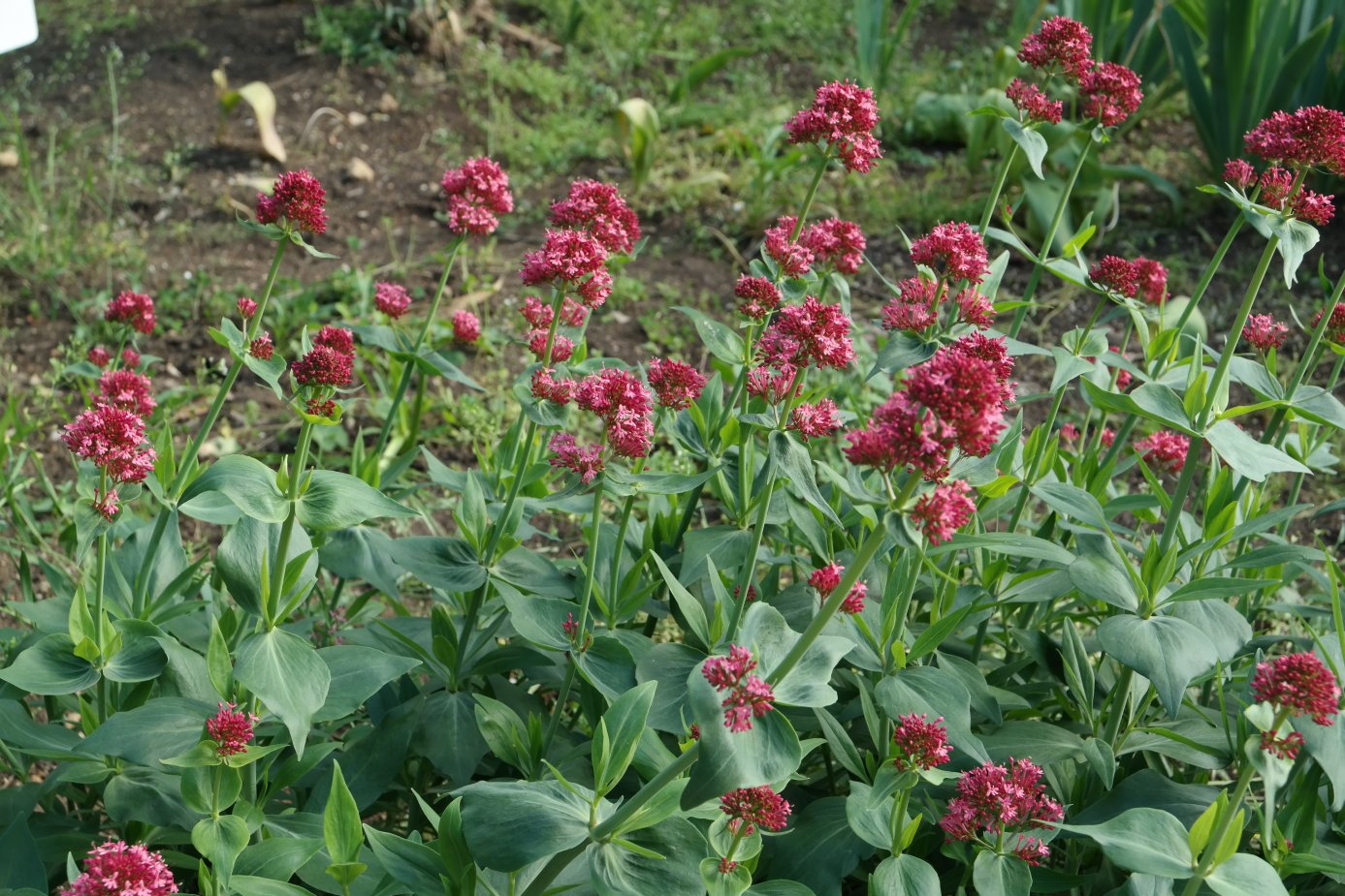 Image of Centranthus ruber specimen.