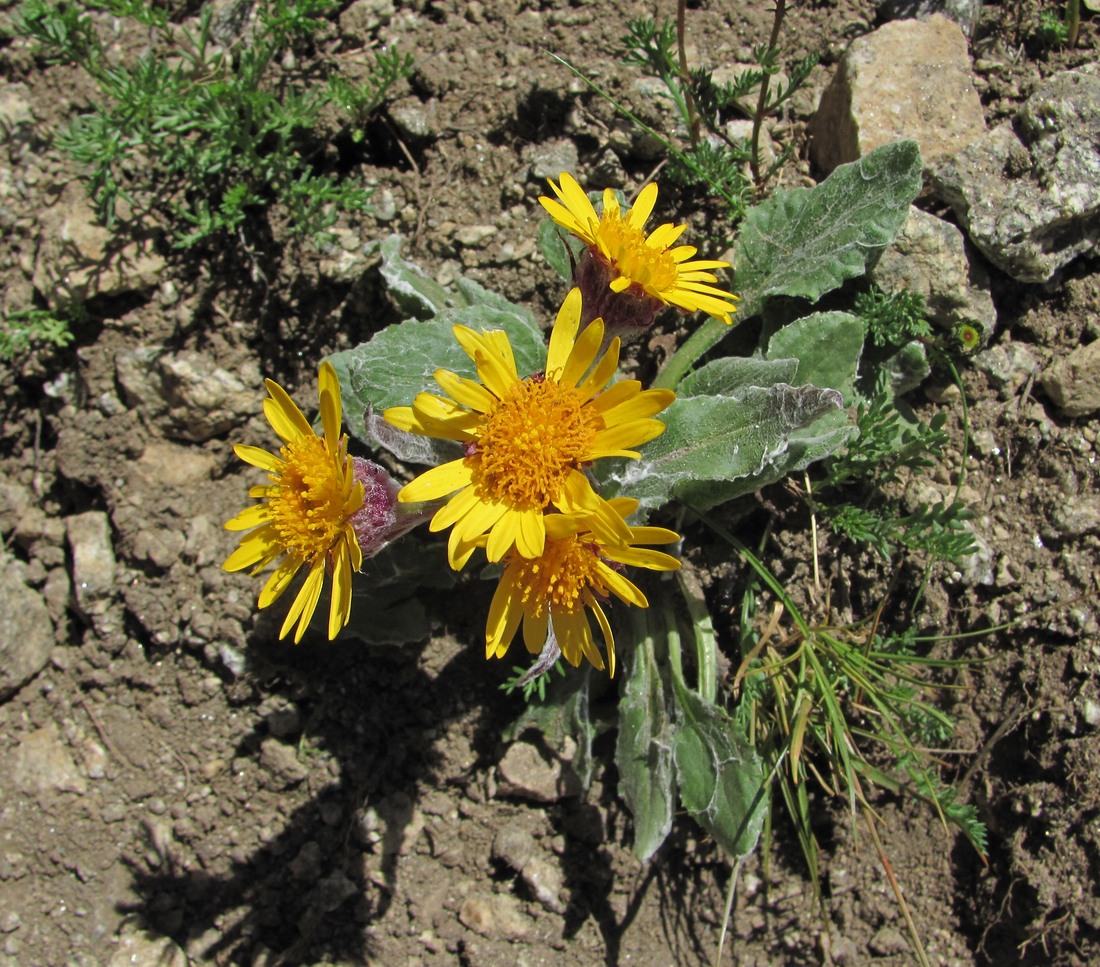 Image of Tephroseris karjaginii specimen.