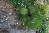 Gypsophila tenuifolia