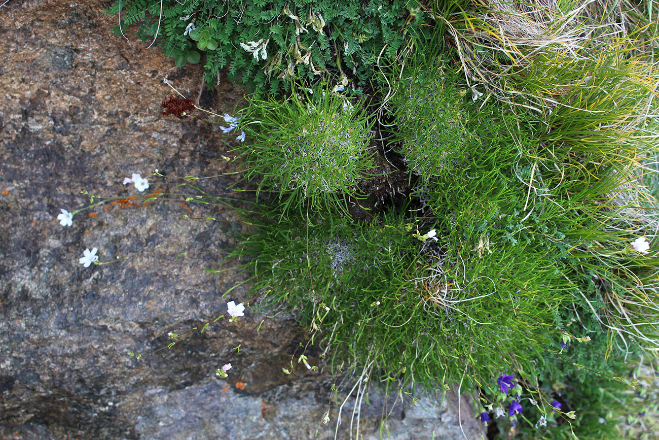 Изображение особи Gypsophila tenuifolia.