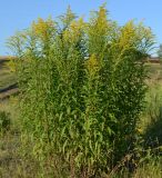 Solidago canadensis