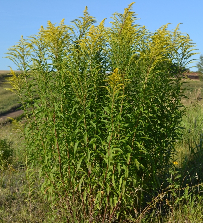 Изображение особи Solidago canadensis.