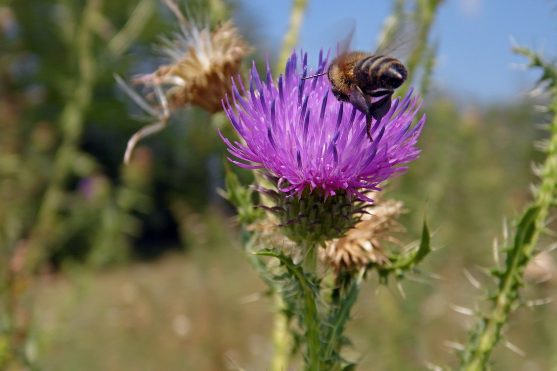 Изображение особи Carduus acanthoides.