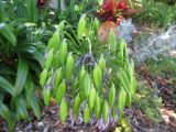 Agapanthus africanus