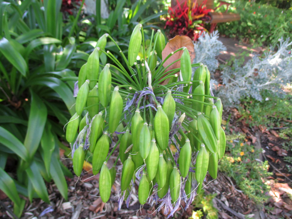 Image of Agapanthus africanus specimen.