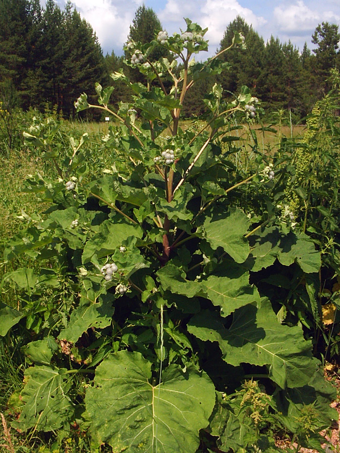 Image of Arctium tomentosum specimen.