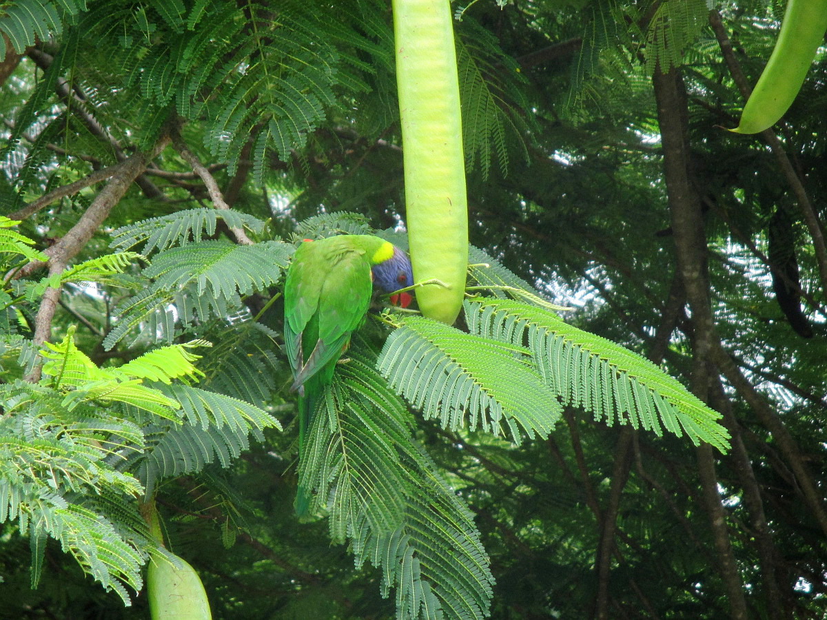 Image of Delonix regia specimen.