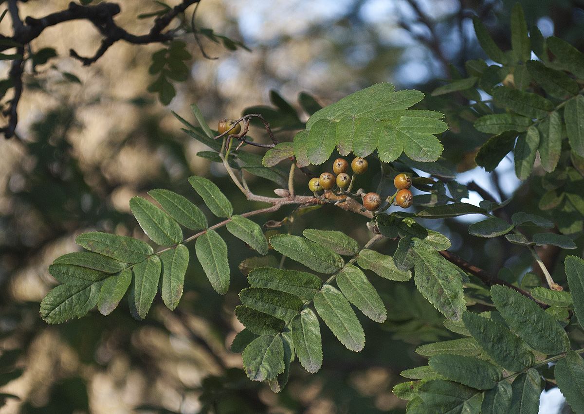 Image of Sorbus meinichii specimen.