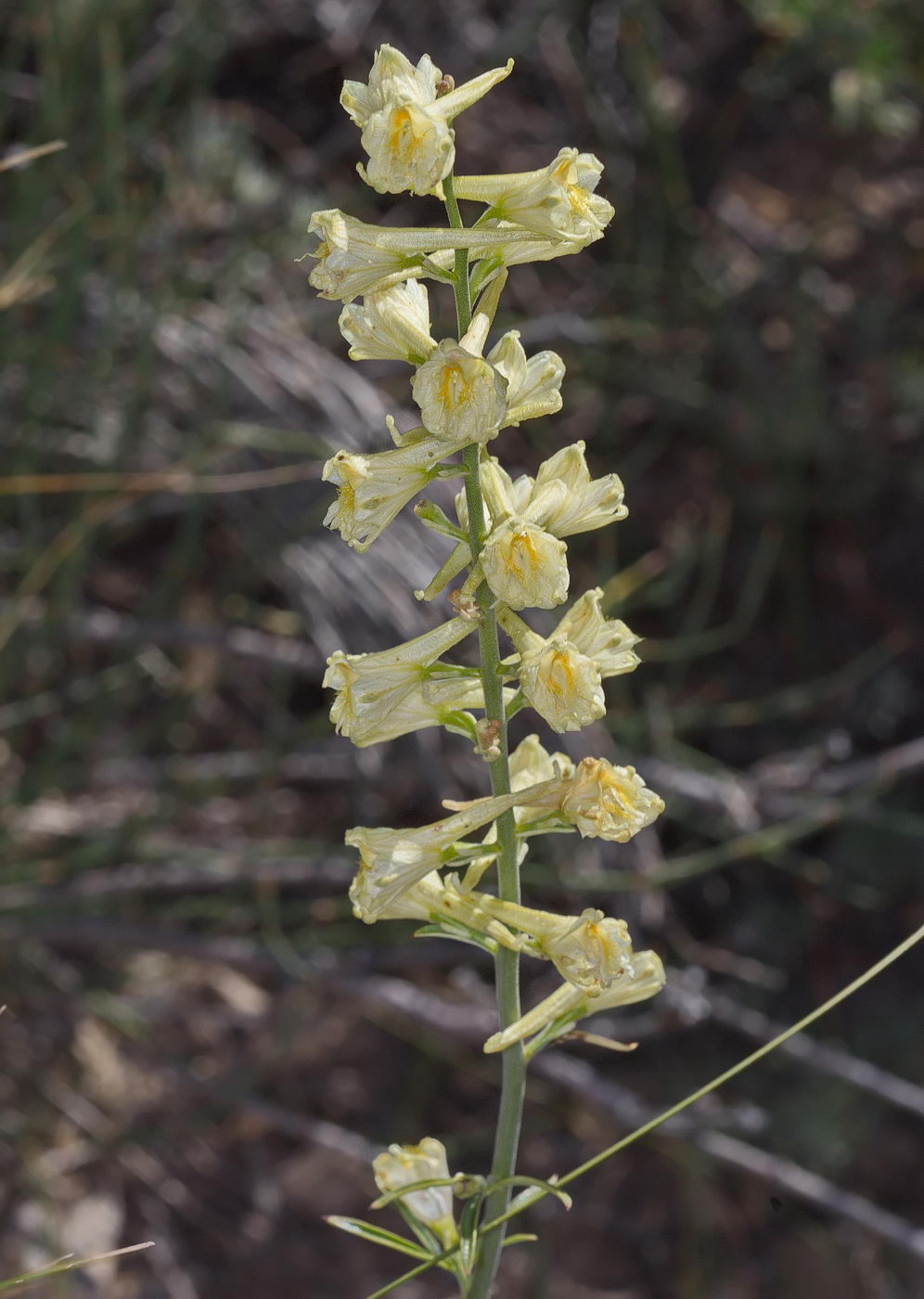 Image of Delphinium biternatum specimen.