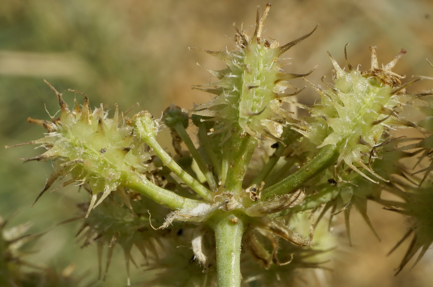 Изображение особи Astrodaucus littoralis.