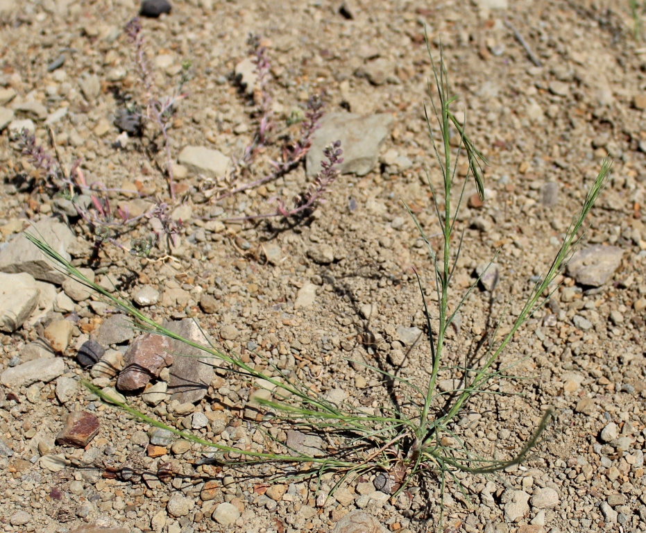Изображение особи семейство Caryophyllaceae.