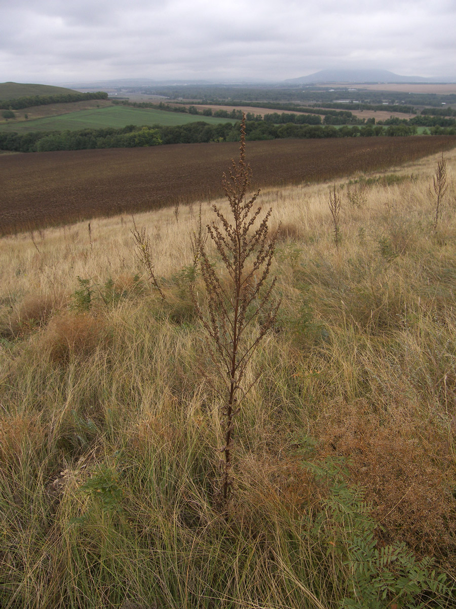 Image of Verbascum lychnitis specimen.