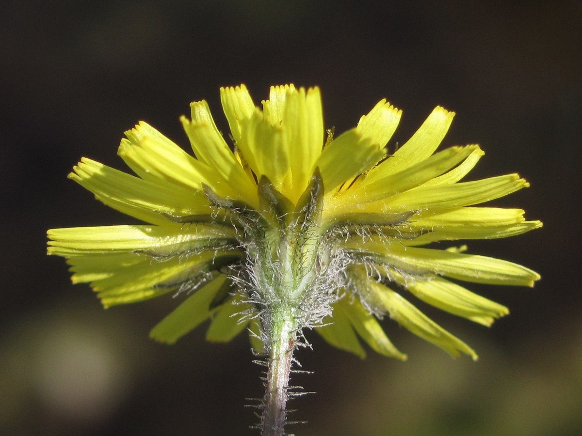 Image of Lagoseris sancta specimen.