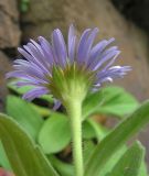 Aster spathulifolius