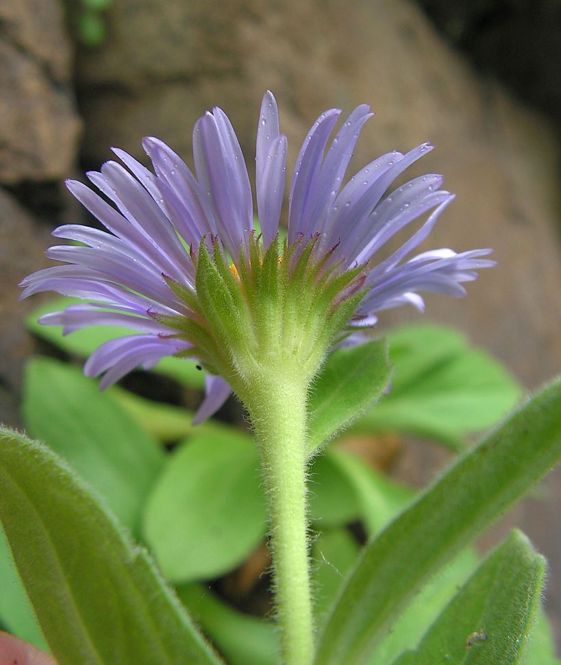 Image of Aster spathulifolius specimen.