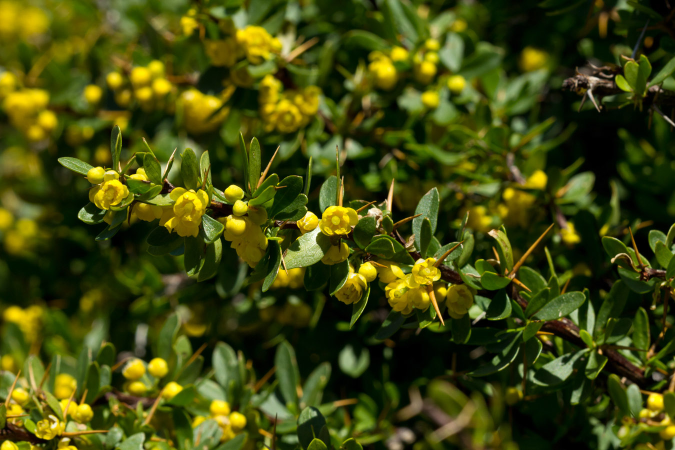 Изображение особи Berberis cretica.