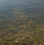 Glyceria triflora