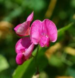 Lathyrus tuberosus. Цветок. Восточный Казахстан, г. Усть-Каменогорск, правый берег р. Иртыш, склон грунтовой дороги. 04.07.2017.