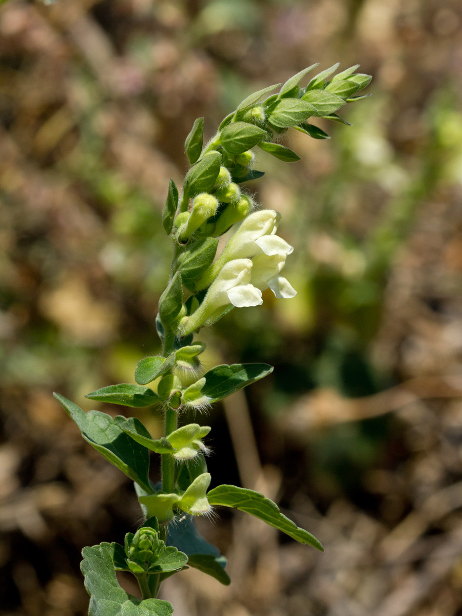 Image of Scutellaria sieberi specimen.