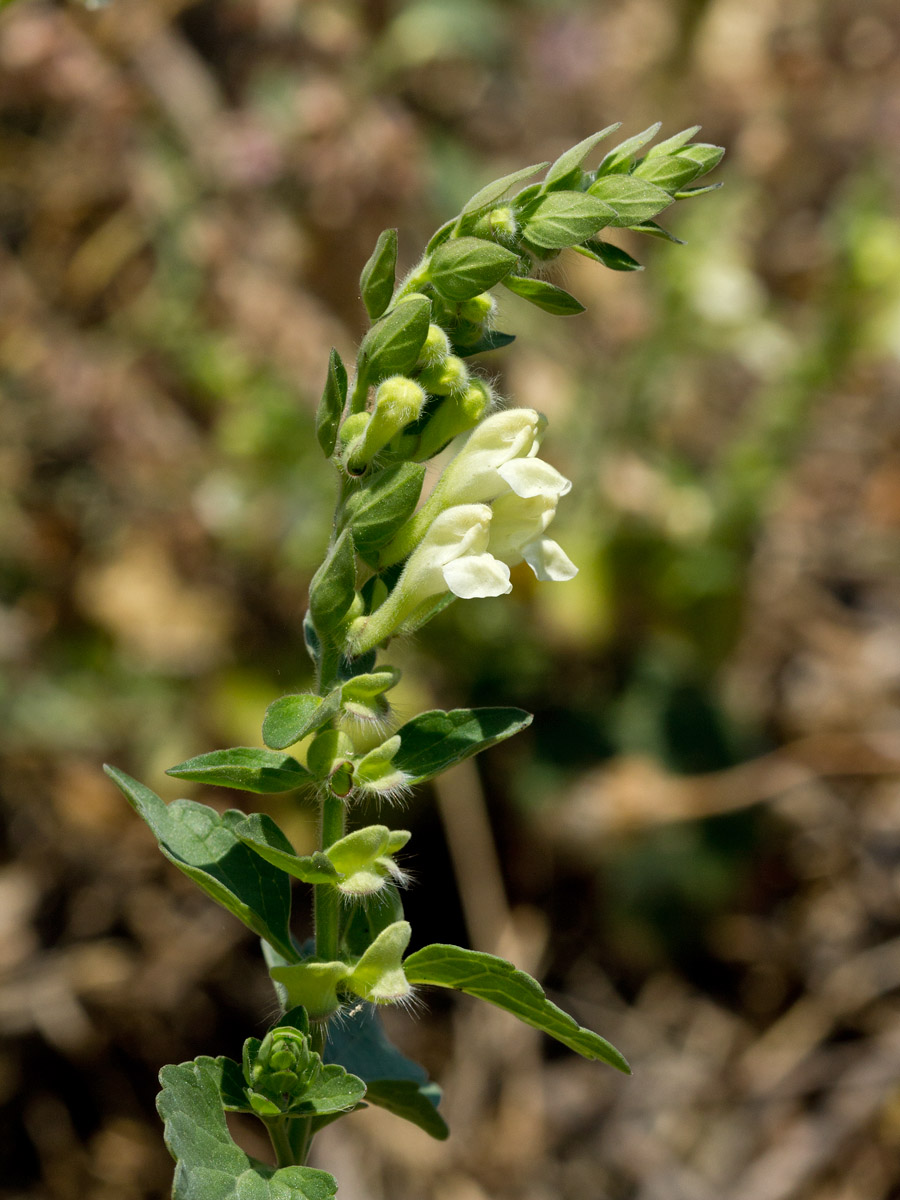 Изображение особи Scutellaria sieberi.