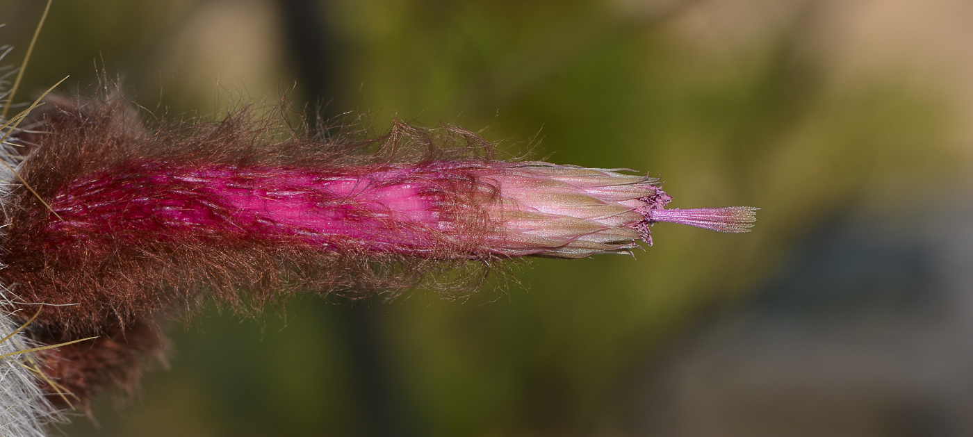 Image of Cleistocactus straussii specimen.